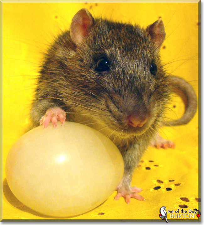 Burton, the Pet of the Day