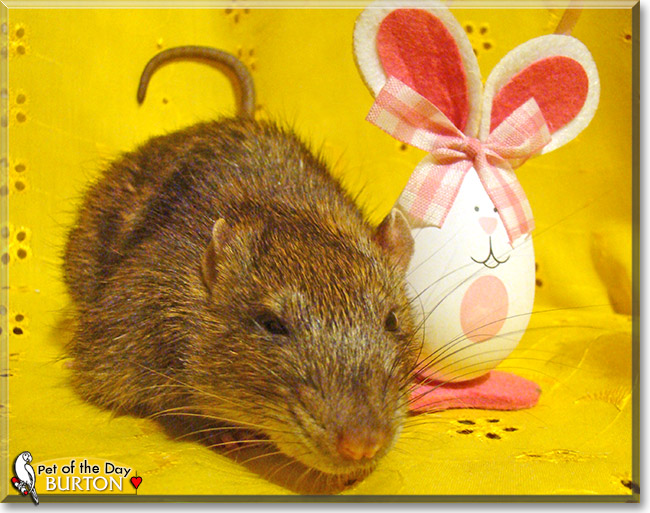 Burton, the Pet of the Day