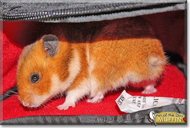 Muffin, the Pet of the Day Muffin, the Pet of the Day
