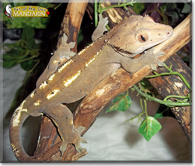 Mandarin, the Pet of the Day Mandarin, the Pet of the Day