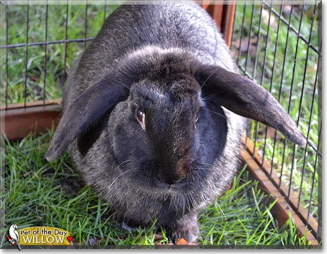 Willow, the Pet of the Day Willow, the Pet of the Day