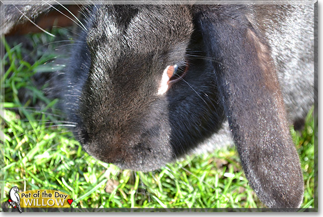 Willow, the Pet of the Day Willow, the Pet of the Day