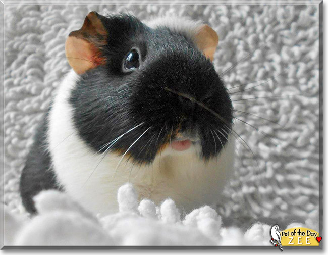 Zee, the Pet of the Day Zee, the Pet of the Day