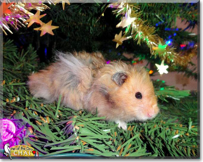Chai, the Pet of the Day Chai, the Pet of the Day