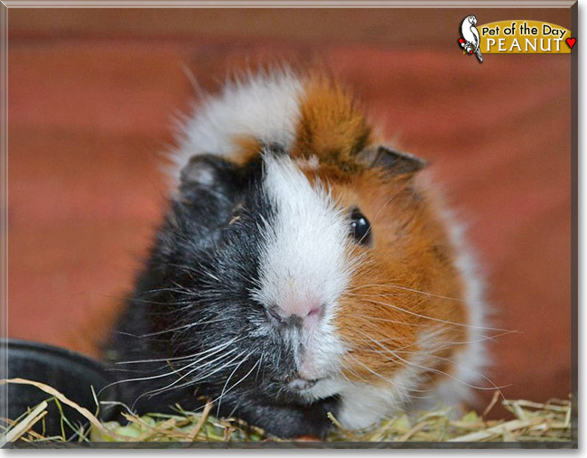 Peanut, the Pet of the Day Peanut, the Pet of the Day