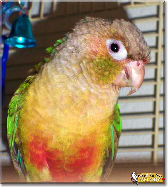 Melody, the Pet of the Day Melody, the Pet of the Day