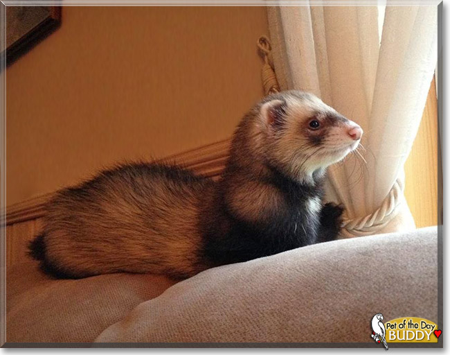 Buddy, the Pet of the Day Buddy, the Pet of the Day