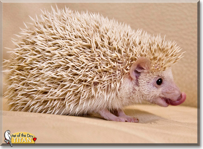 Titan, the Pet of the Day Titan, the Pet of the Day