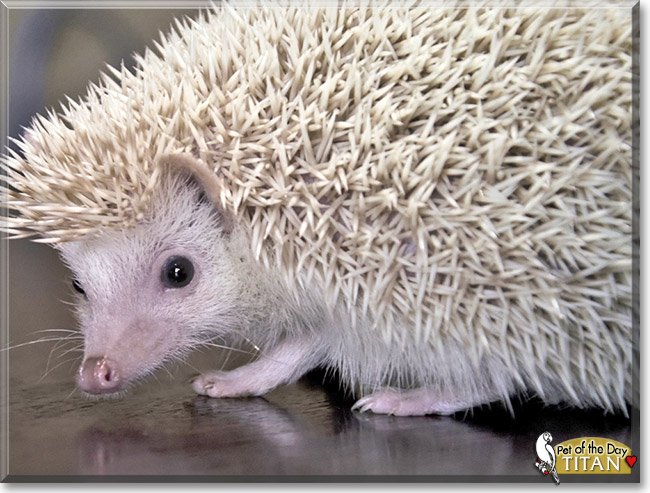 Titan, the Pet of the Day Titan, the Pet of the Day