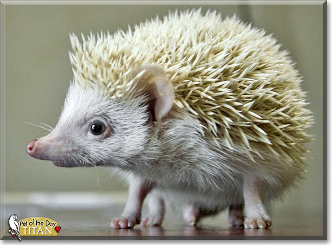 Titan, the Pet of the Day Titan, the Pet of the Day