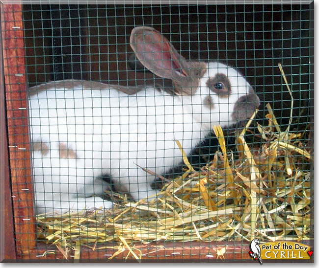 Cyrill, the Pet of the Day