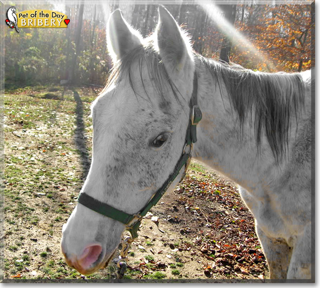 Bribery, the Pet of the Day Bribery, the Pet of the Day