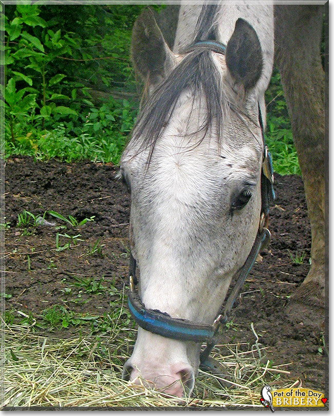 Bribery, the Pet of the Day Bribery, the Pet of the Day