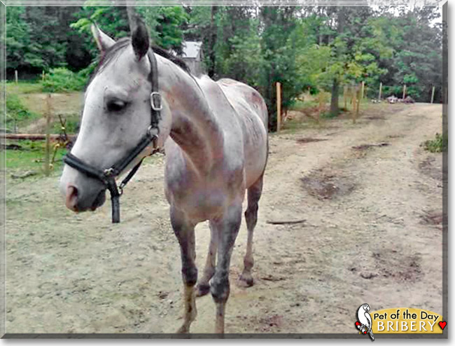 Bribery, the Pet of the Day Bribery, the Pet of the Day