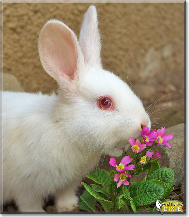 Dixie, the Pet of the Day