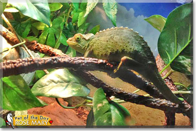 Rose Mary, the Pet of the Day Rose Mary, the Pet of the Day