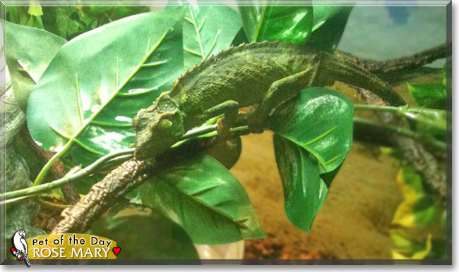 Rose Mary, the Pet of the Day Rose Mary, the Pet of the Day