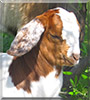 Miko the Nubian Goat