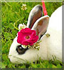 Dinner the Rabbit