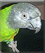 Kyra the Senegal Parrot