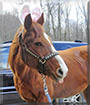 Penny the Quarter Horse