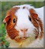 Zorro the English Guinea Pig
