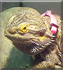 Indy Anna the Bearded Dragon