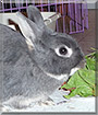 Chloe the Silver Marten Rabbit