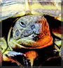 Bessie the Horsfield Tortoise