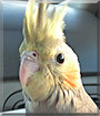 Stormy the Cockatiel