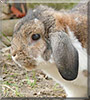 Hoppel the Lop Rabbit