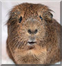 Harukai the Smooth Haired Guinea Pig