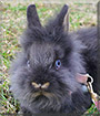 Eliška the Lionhead Rabbit