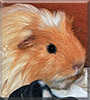 Thor the Coronet Guinea Pig