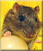 Burton the Rat