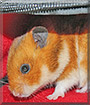 Muffin the Golden Hamster