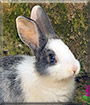 Robin the Rabbit