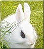 P2 the Dwarf Hotot Rabbit