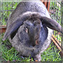 Willow the Dwarf Lop Rabbit