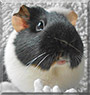 Zee the Guinea Pig