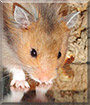 Chai the Long Haired Syrian Hamster