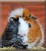 Peanut the Guinea Pig