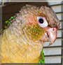 Melody the Green Cheek Conure