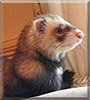 Buddy the Ferret