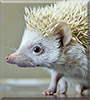 Titan the European Pygmy Hedgehog
