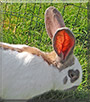 Cyrill the Great Lothar Inger Rabbit