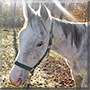 Bribery the Thoroughbred Horse