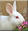 Dixie the Rabbit