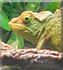 Rose Mary the Jackson's Chameleon
