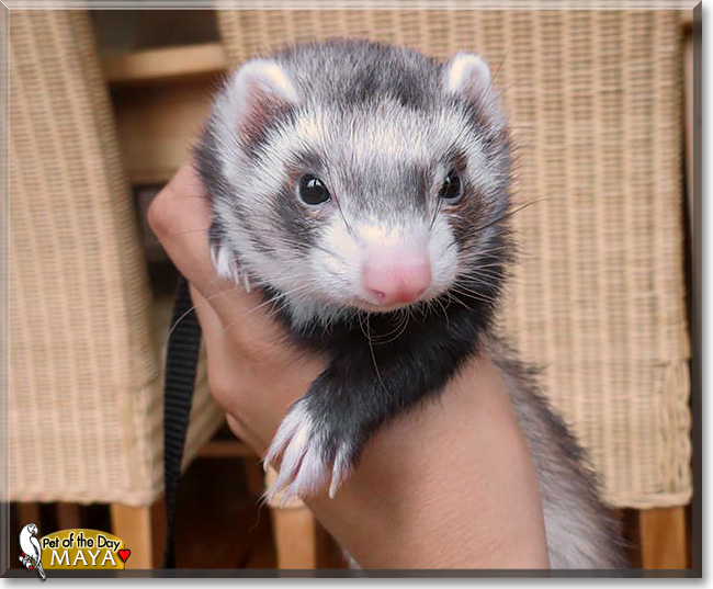 Maya, the Pet of the Day Maya, the Pet of the Day